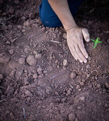 man grow a young plant on a plantation . concept for earth day , earth preserve , natural preserve, agriculture, sustainable.