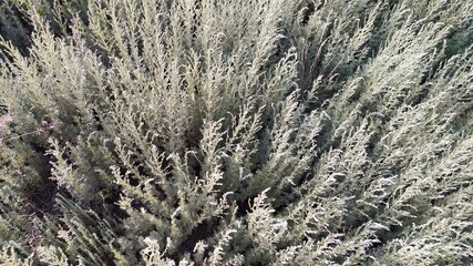  velvet grass in the field