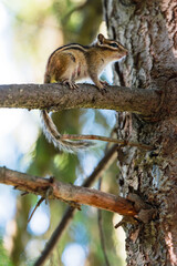 Naklejka premium Asian or Siberian Chipmunk (Latin: Tamias sibiricus) sitting on a branch of a big old fir tree in the woods, selective focus