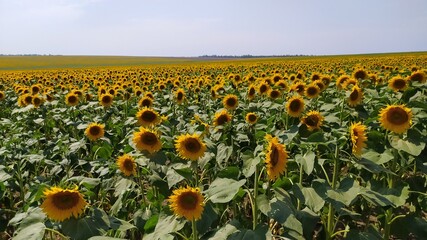 sunflower field with blue sky and clouds