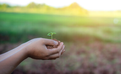 man holds a young plant on palm in a plantation . concept for save the world , natural preserve, earth day, sustainable.