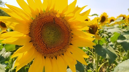 sunflower on a field
