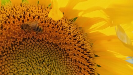 sunflower with bee
