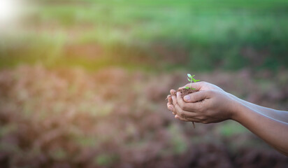 man holds a young plant on palm in a plantation . concept for save the world , natural preserve, earth day , sustainable.