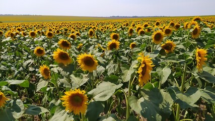 field of sunflowers