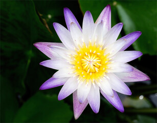 purple lotus blooming flower in spring season feel like fresh