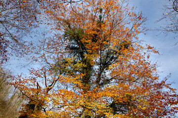 Autumn forest in the park.