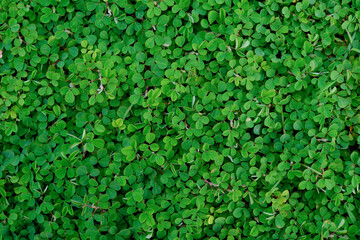 Greenery wallpaper background feel relax and closeup