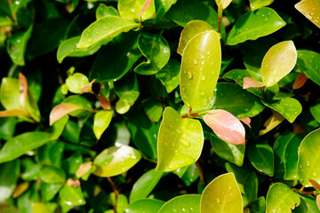 Sunlight effect to leaf after rain in summer season
