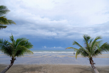 two coconut curve  tree on the beach with couple in background