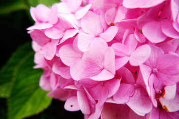 blooming pink flowers in spring season feel romantic and relax