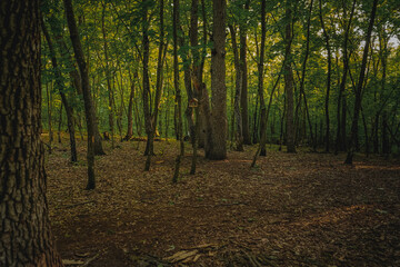 Panorama impenetrable forest in summer