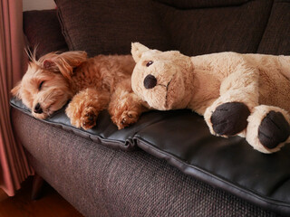 ソファーで眠るアプリコットの小型犬【マルプー】
