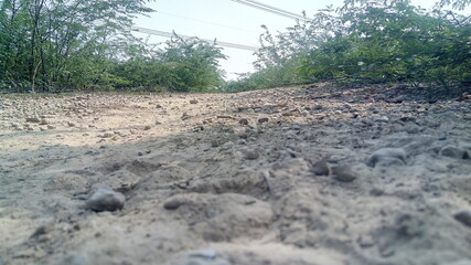 dirt road in the forest