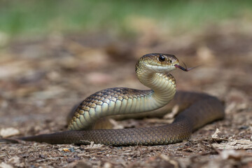 Rough-scaled Snake flickering it's tongue