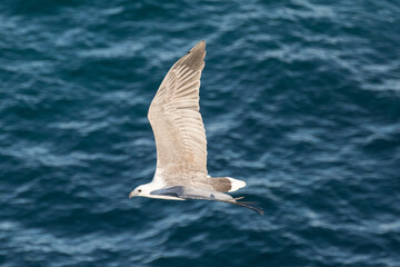 Fototapeta premium White-bellied Sea Eagle in flight