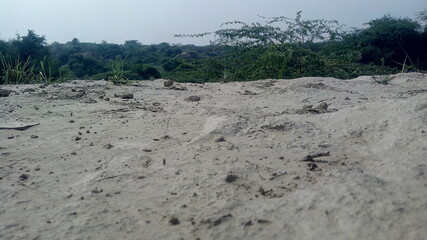 sand dunes and trees