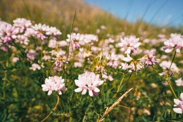 Obraz na płótnie Canvas Mountain photo with wild flowers, rich photo on a summer day with a blue sky