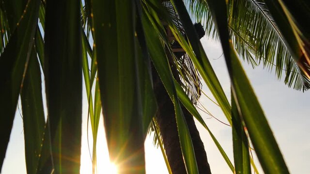 4K video of coconut leaves fluttering in breeze tropical sky of sea before sunset at Patong Beach, Krabi, Thailand. Relaxation during summer holidays.