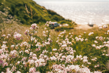 Obraz premium Mountain photo with wildflowers, views of the sea and the car with the tourists