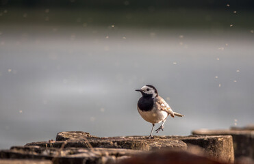 bird by the sea