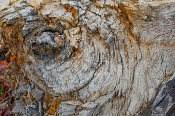 Wood Design Background Image Of A Tree At Jungle 1.
