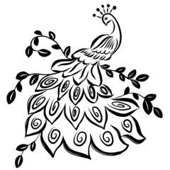 Peacock silhouette hand drawn vector illustration isolated on white background 