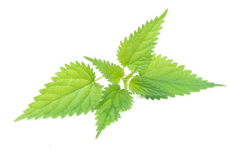 Green nettle leaf isolated on the white background.