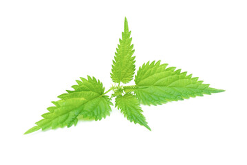 Green nettle leaf isolated on the white background.