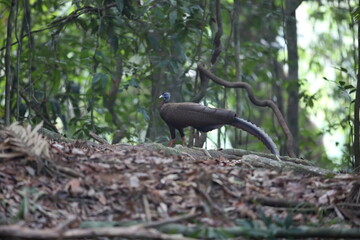 Great argus (Argusianus argus) in South Thailand