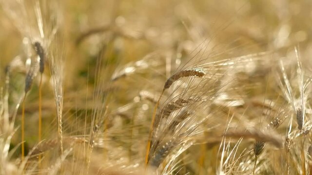 Rye ripens on the field in summer. The wind pumps ripe rye in the wind in the summer.