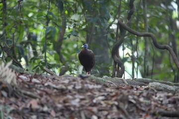 Great argus (Argusianus argus) in South Thailand