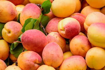 apricots 