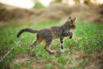 tabby kitten walks along the summer field