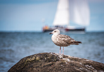 Seagull on the beach with the boat