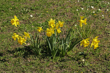 gelbe Narzissen