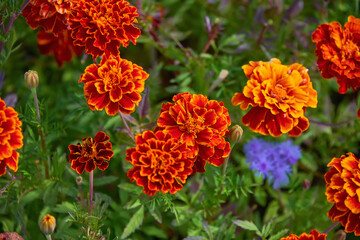 Orange flowers marigolds close-up. Marigolds (tagetes patula) growing in a flower bed.