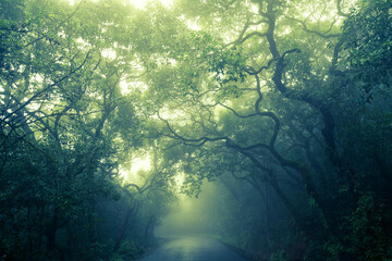 Foggy monsoon season at way to mahabaleshwar, maharashtra, india
