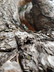 Bark on an old tree trunk