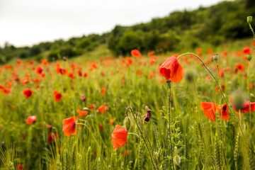 Fototapeta na wymiar The red of ​​poppies in the valley. Beautiful field of red poppies.