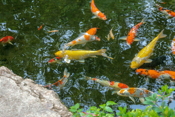 Colorful Koi fishes swimming in the pond