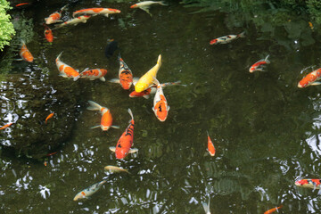 Colorful Koi fishes swimming in the pond