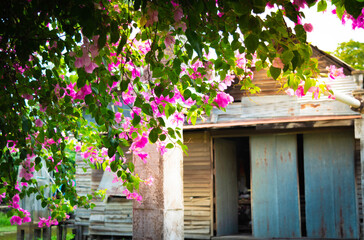Photos from under the tree Bougainvillea glabra Choisy, dark pink and beautiful purple with low light, dark landscape with an old house background