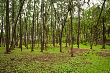 Obraz premium Green tree plantation near Kashid Beach, Konkan, Maharashtra, India
