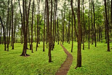 Green tree plantation near Kashid Beach, Konkan, Maharashtra, India