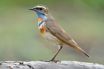 Really beautiful slim bird standing on clean soil pole over fine green background