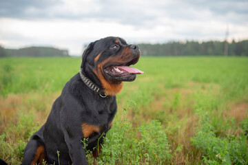 Portrait of a young rottweiler in the meadow. Photographed close-up.