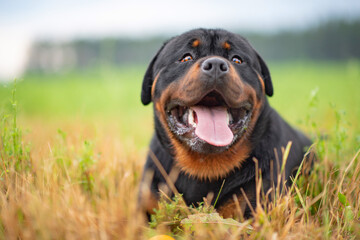 Portrait of a young rottweiler in the meadow. Photographed close-up.