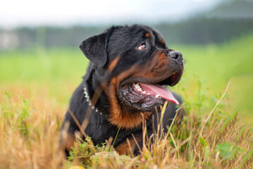 Portrait of a young rottweiler in the meadow. Photographed close-up.