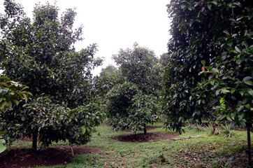 Mangosteen Plantation in Wanayasa, Purwakarta - West Java, Indonesia.